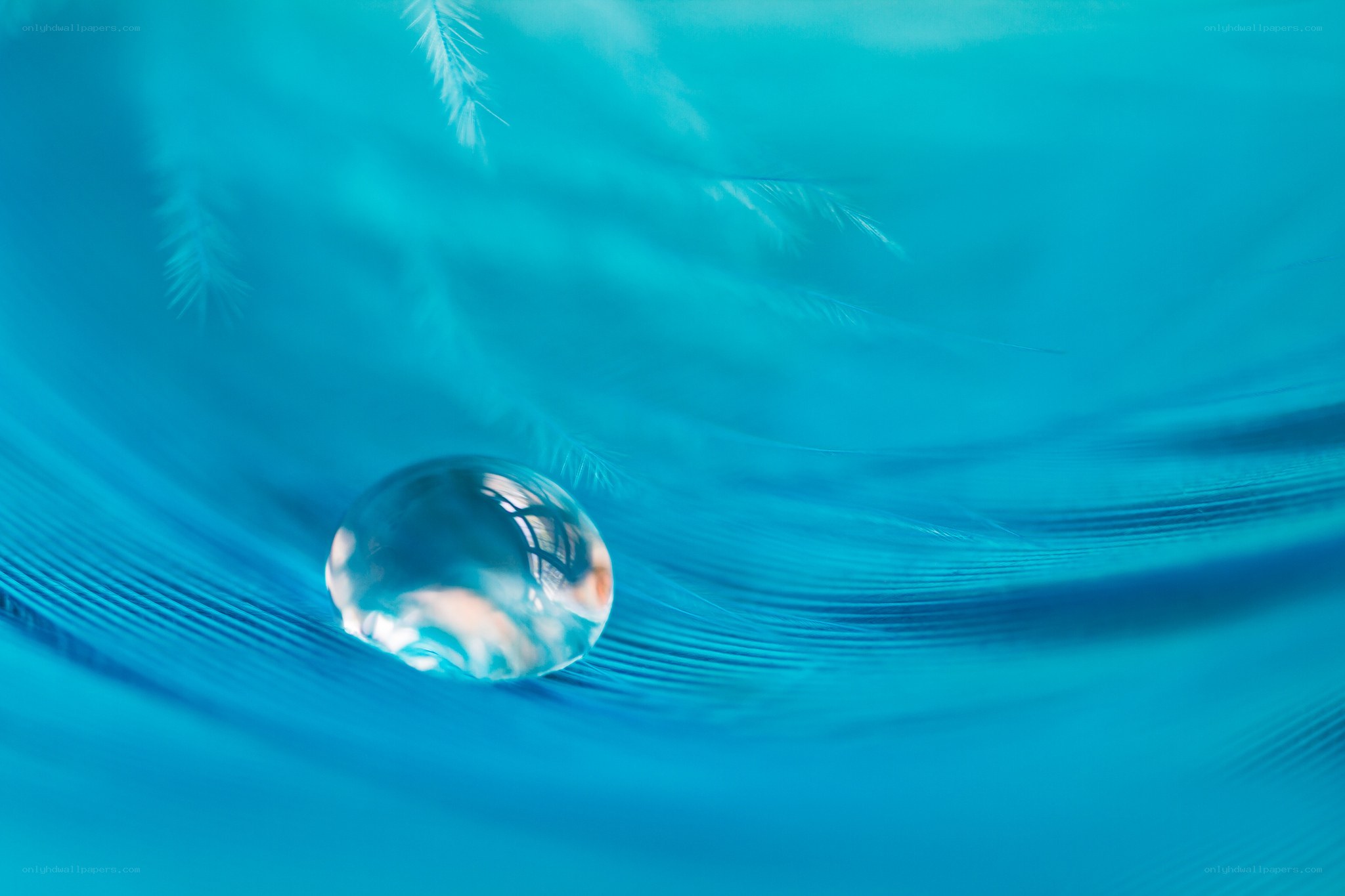 Water drop on blue feather