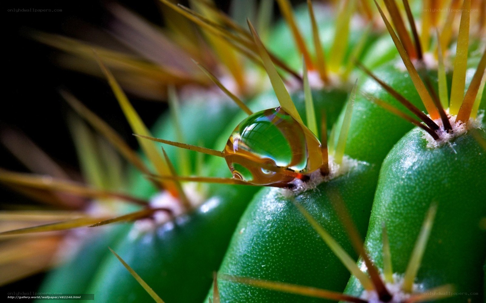 Water drop on cactus spine