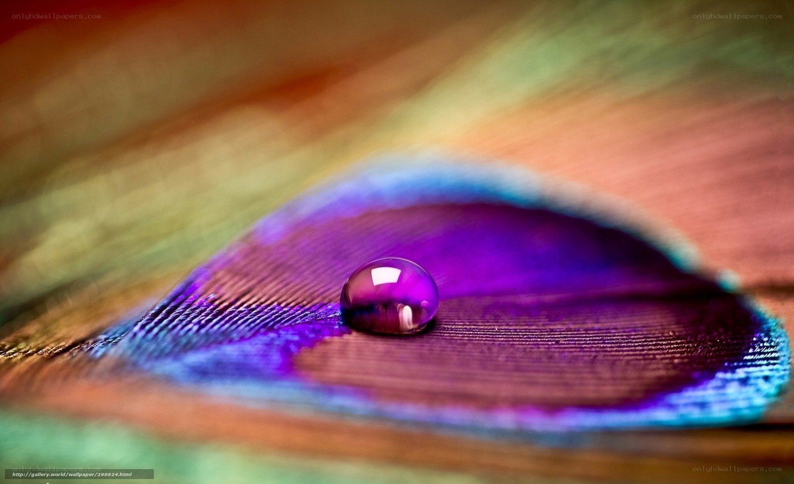 Water drop on colorful feather