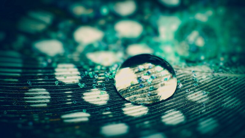 Water drop on feather