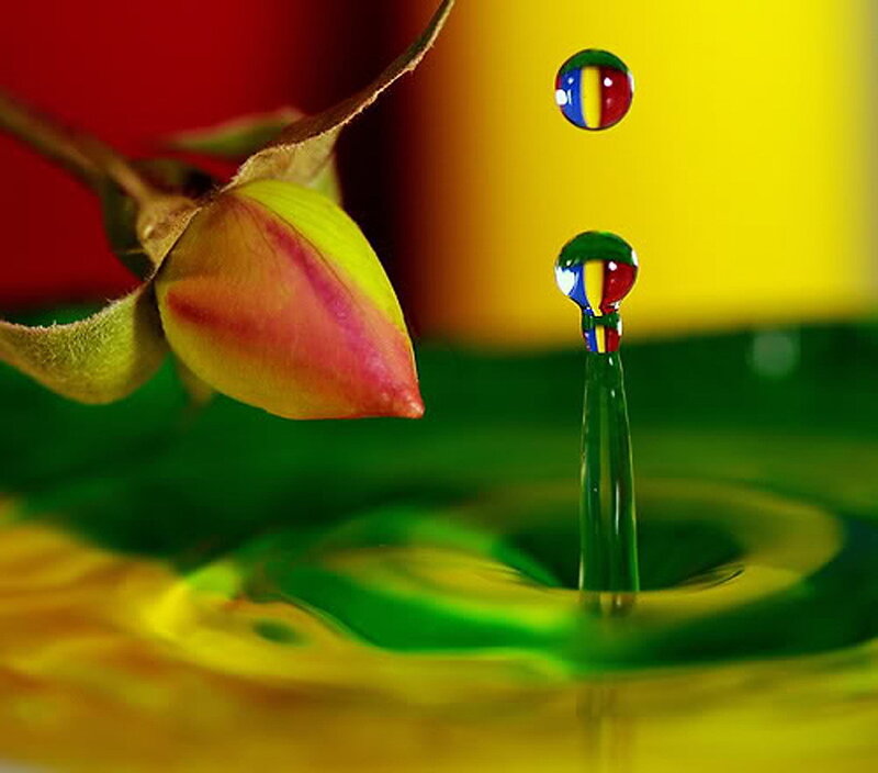 Water drop on flower bud