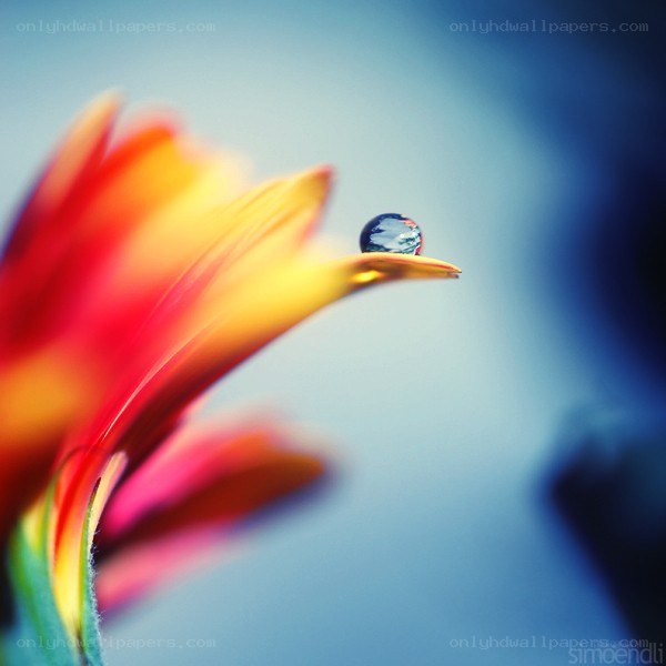 Water drop on flower petal