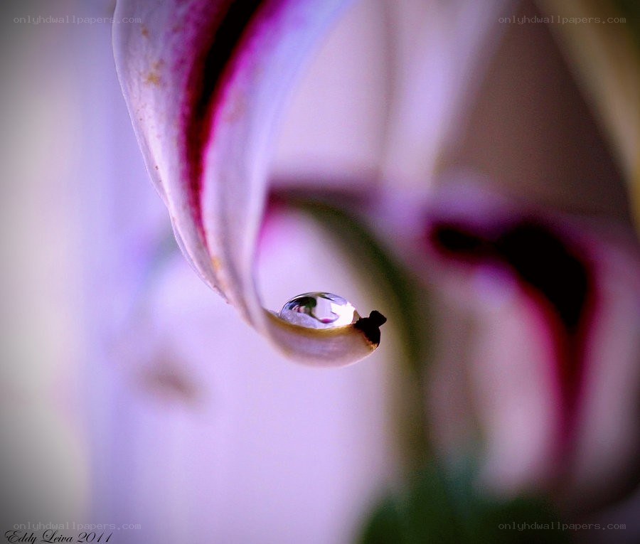 Water drop on flower petal