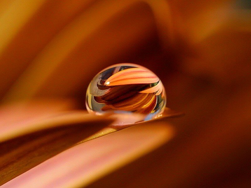 Water drop on flower petal