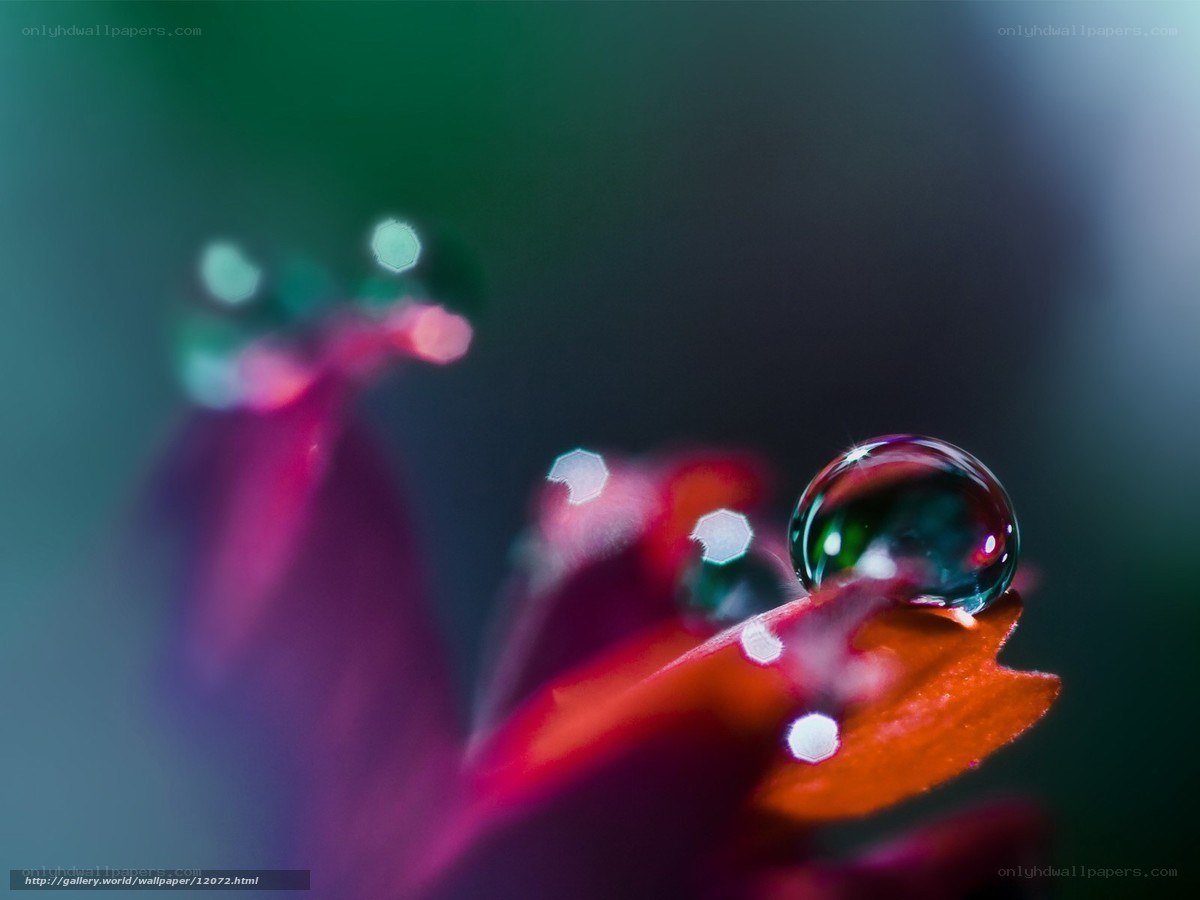 Water drop on flower petal