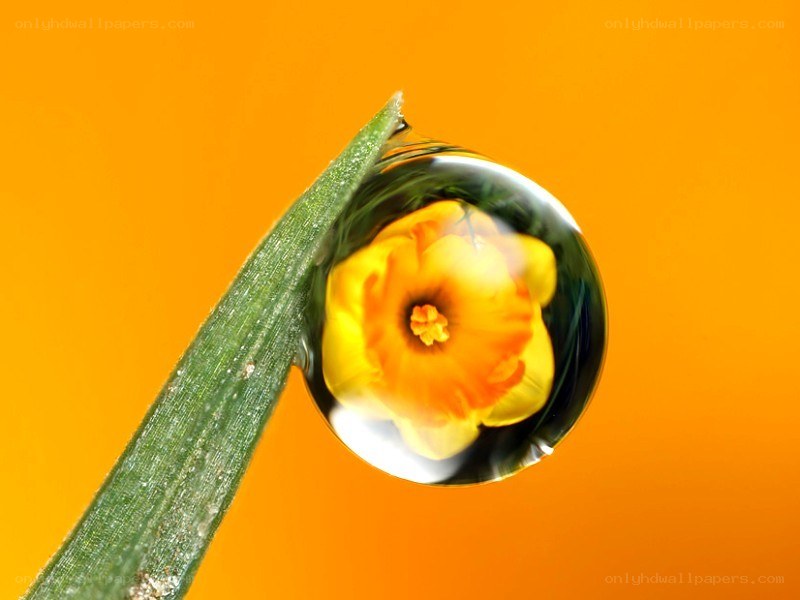 Water drop on grass with flower reflection