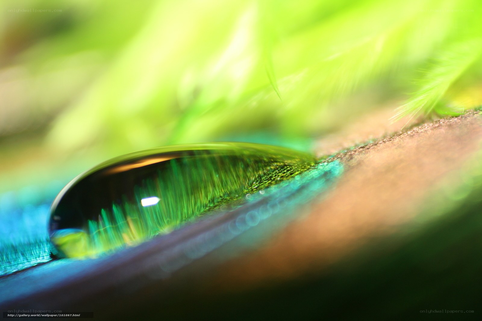 Water drop on green feather