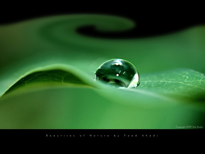 Water drop on green leaf