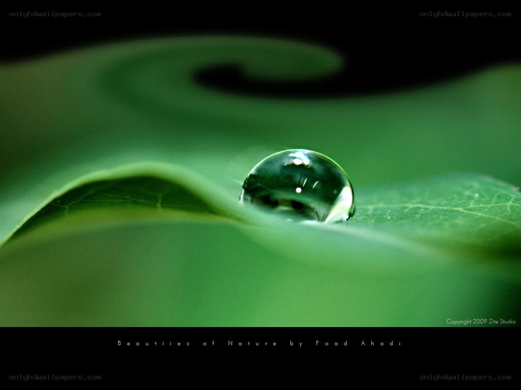 Water drop on green leaf