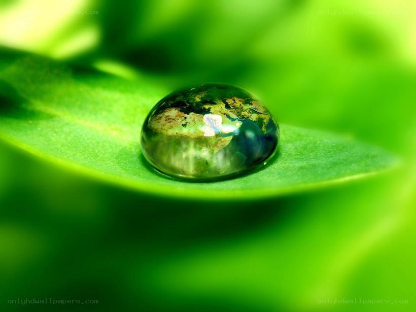 Water drop on green leaf
