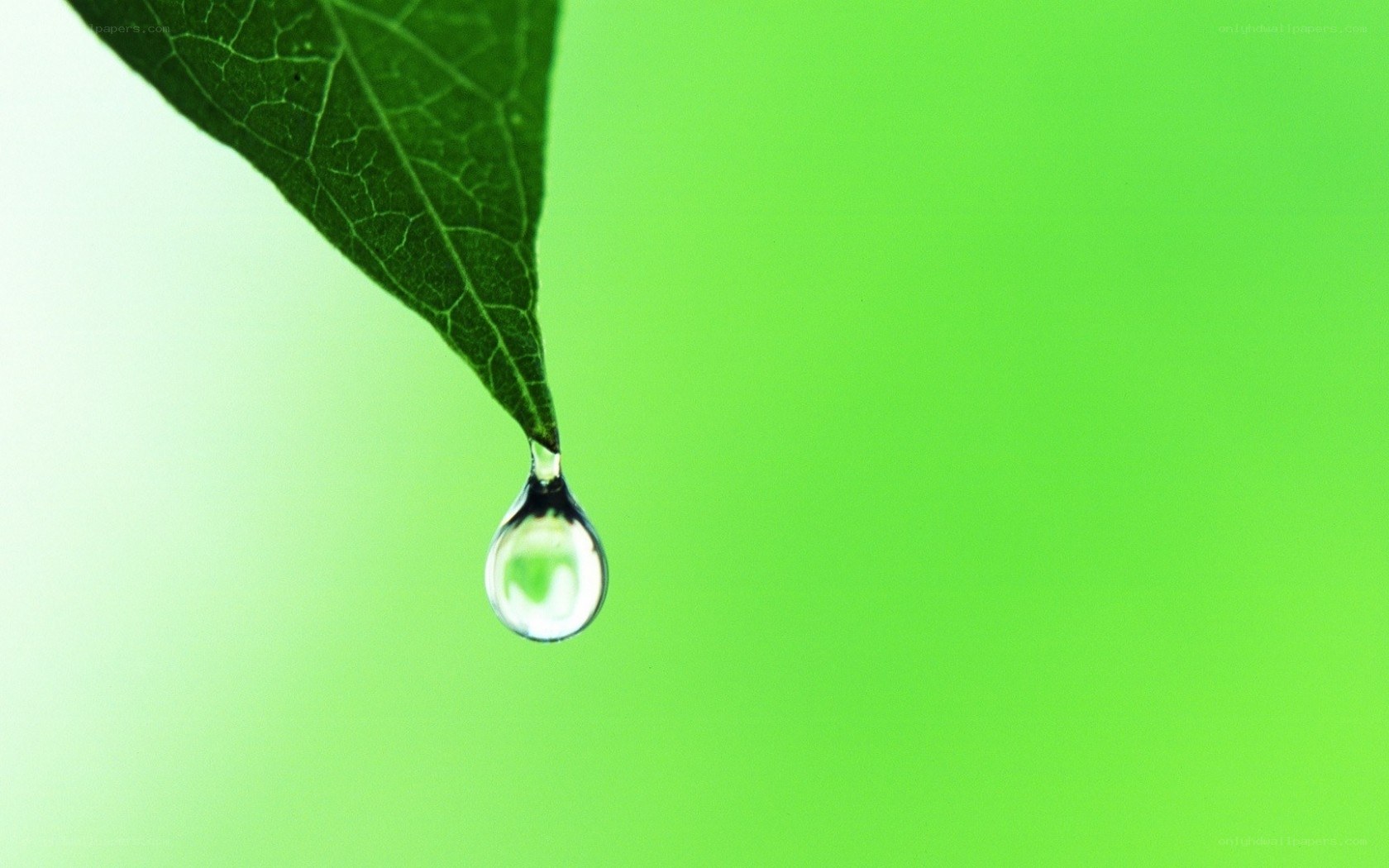 Water drop on green leaf