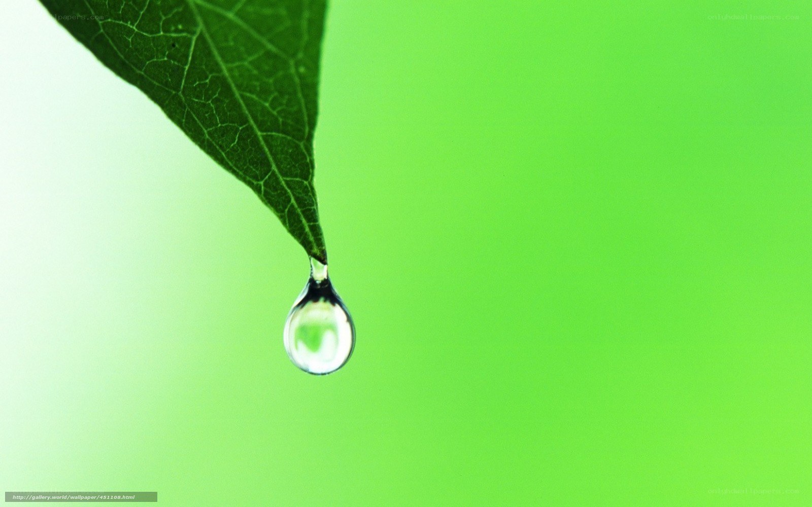Water drop on green leaf
