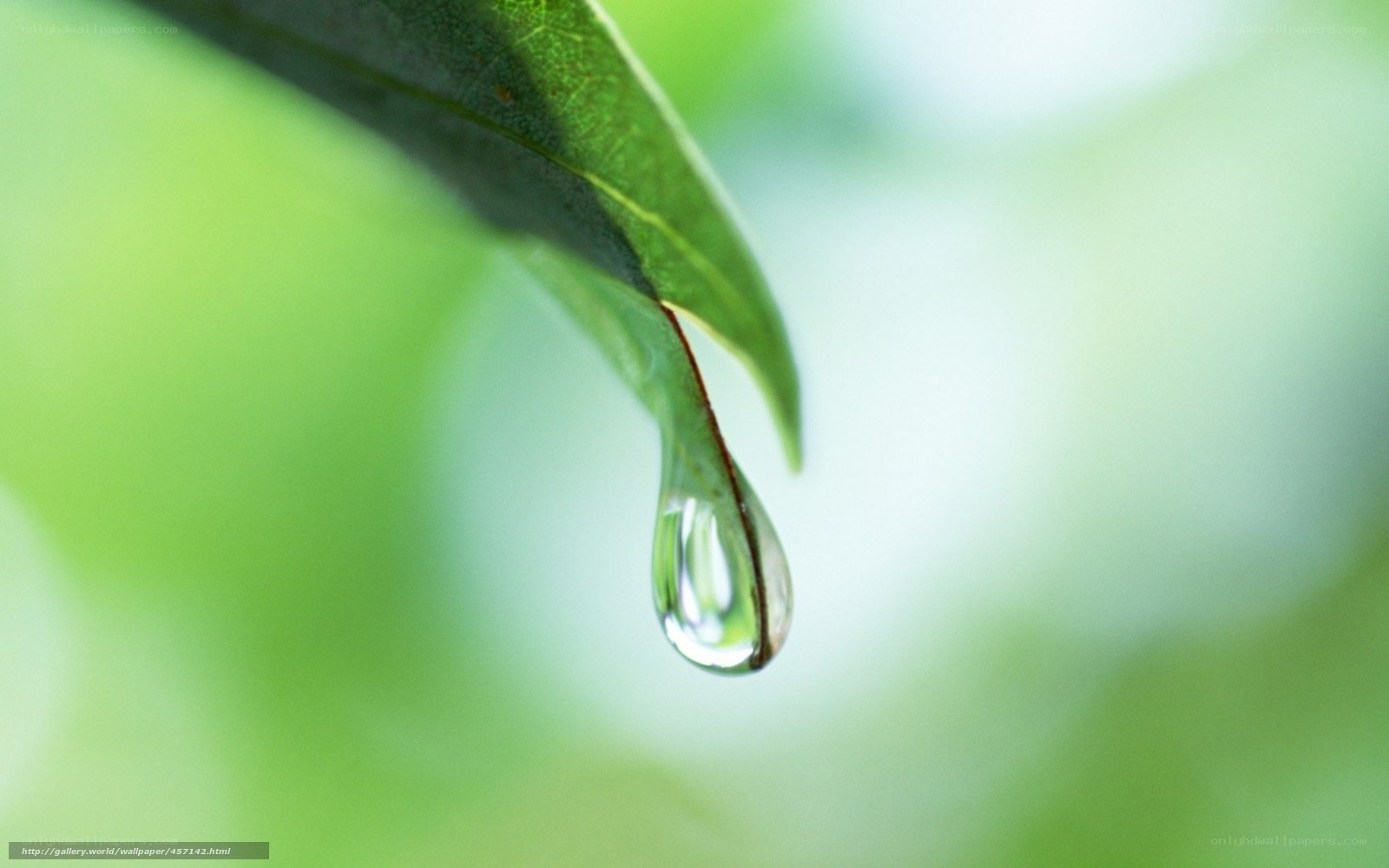 Water drop on green leaf