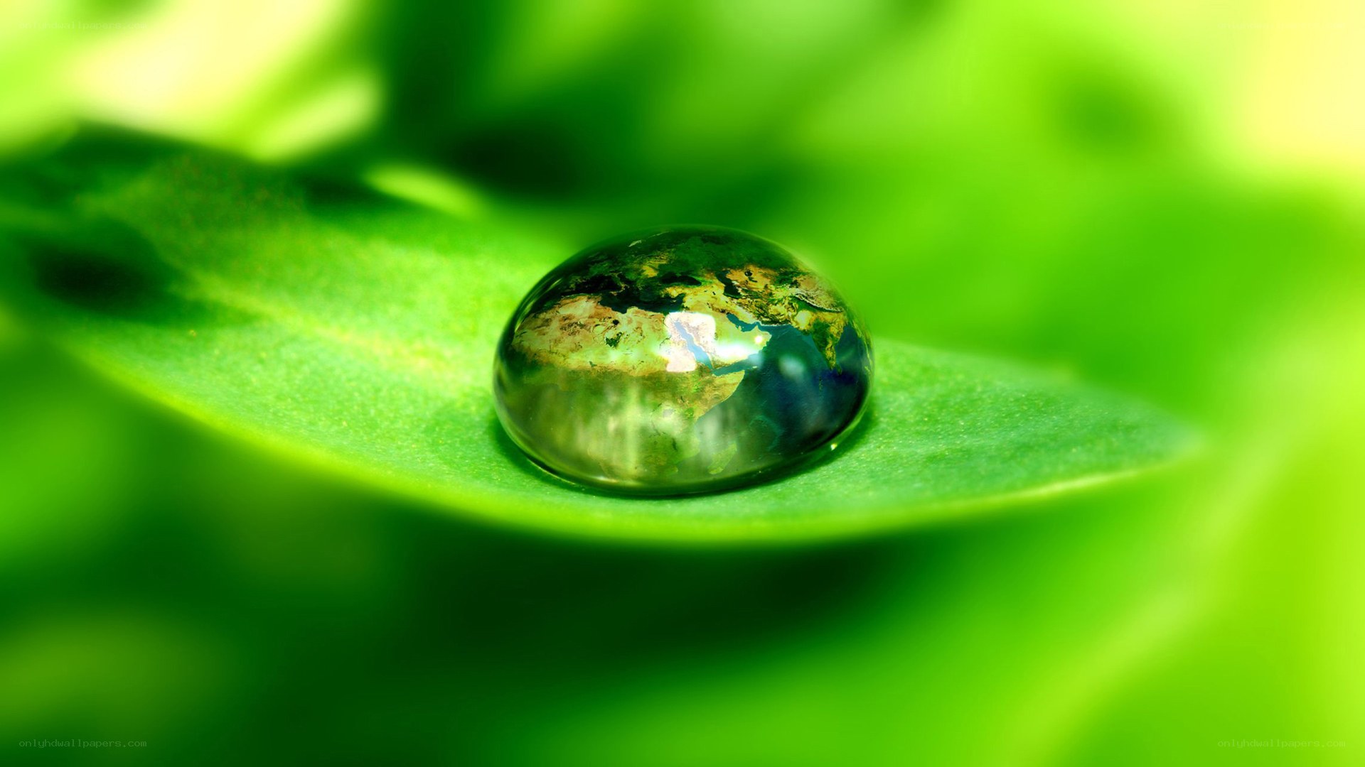 Water drop on green leaf