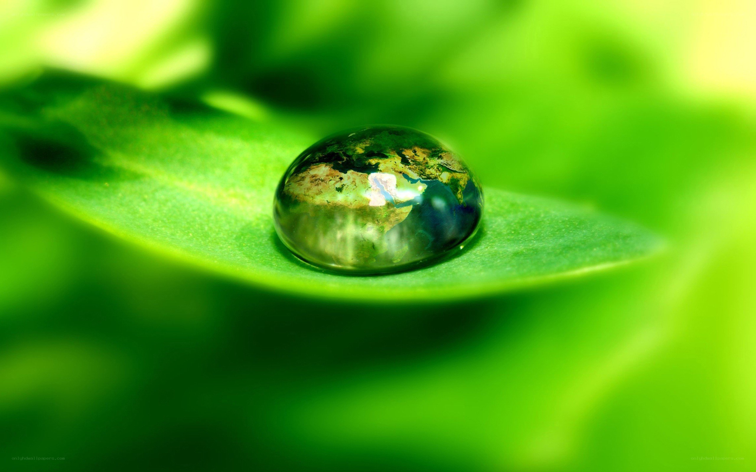 Water drop on green leaf