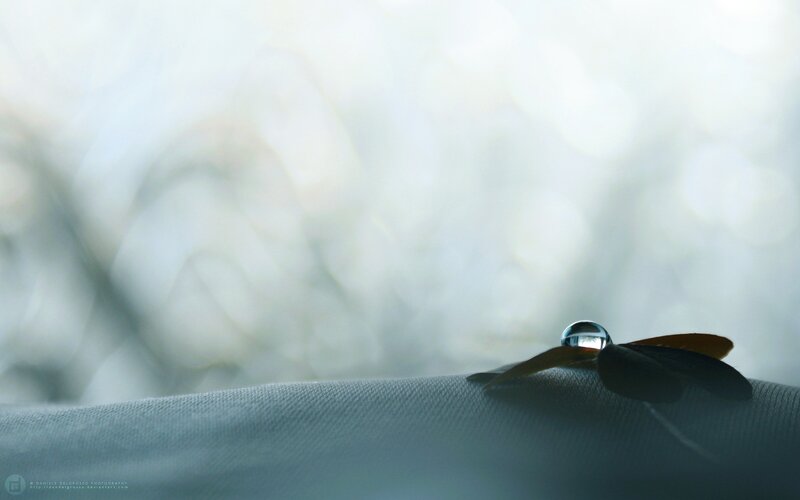 Water drop on leaf