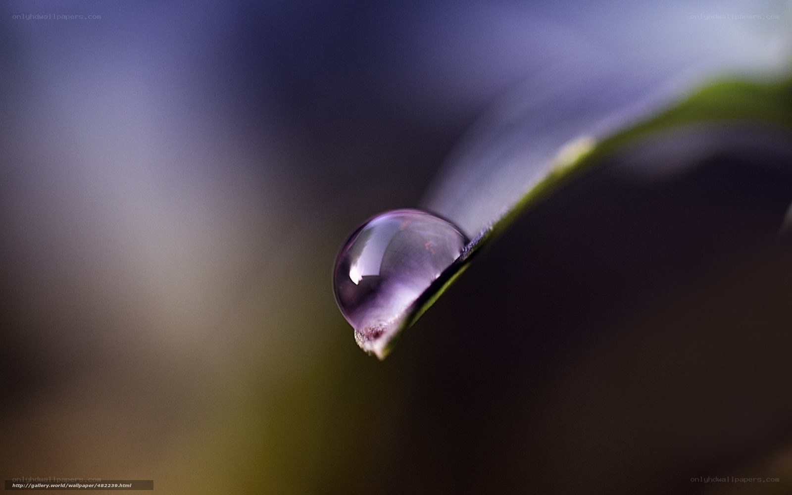 Water drop on leaf tip