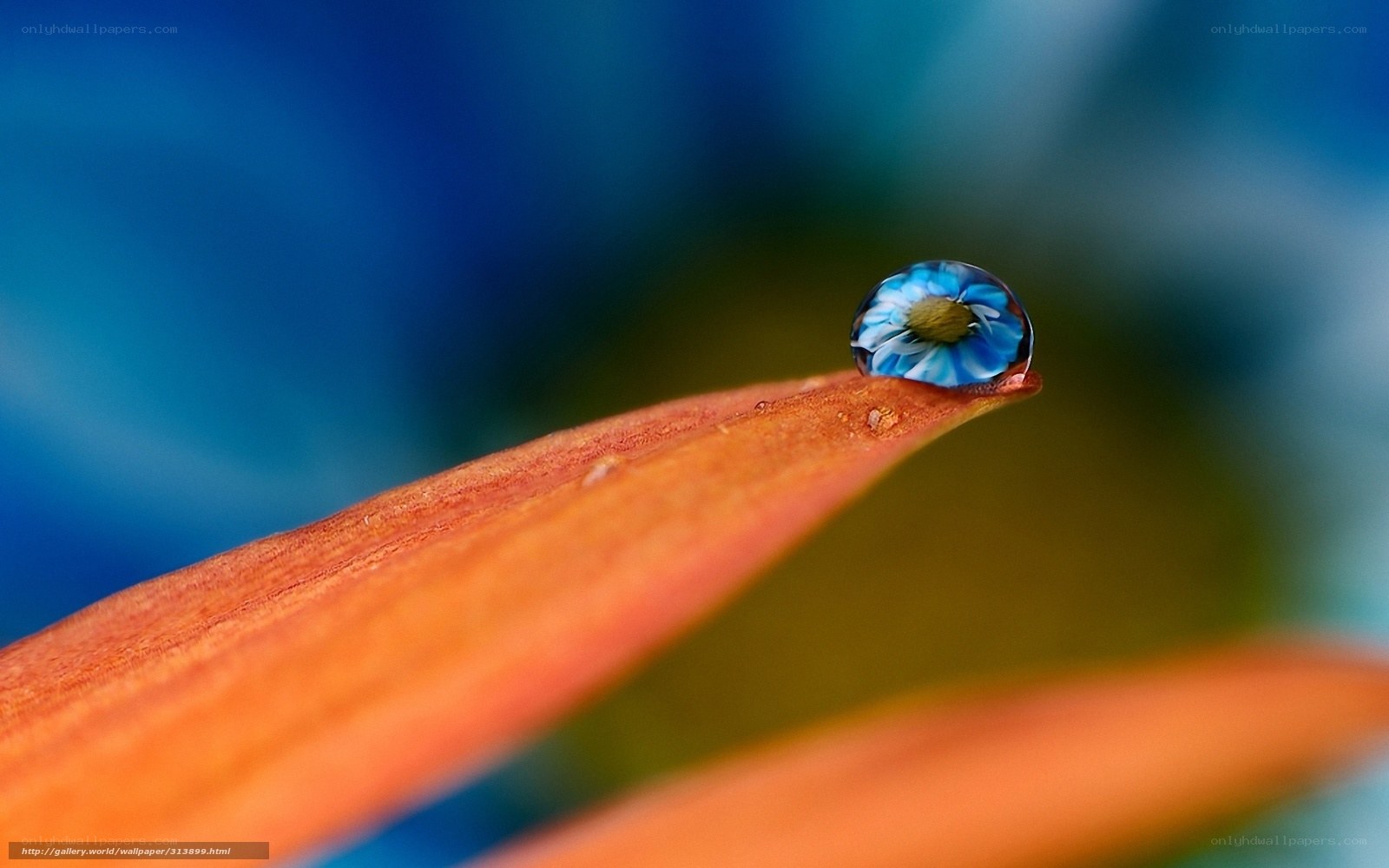 Water drop on leaf with flower reflection