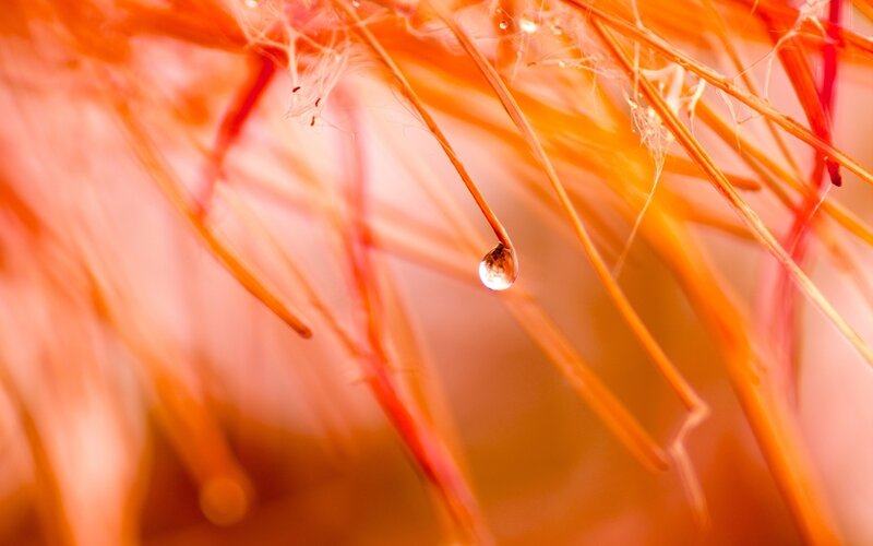 Water drop on orange fibers