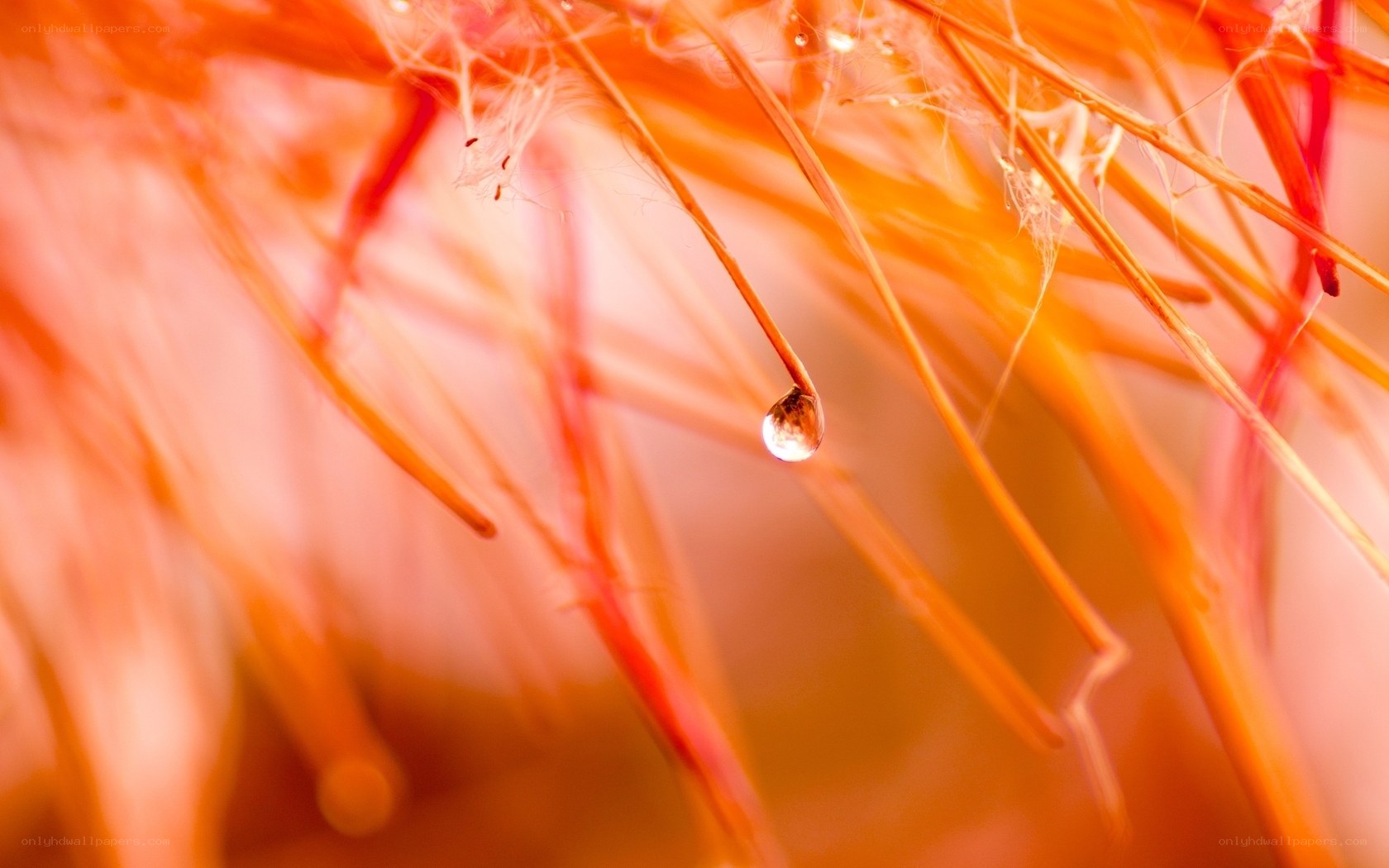 Water drop on orange fibers