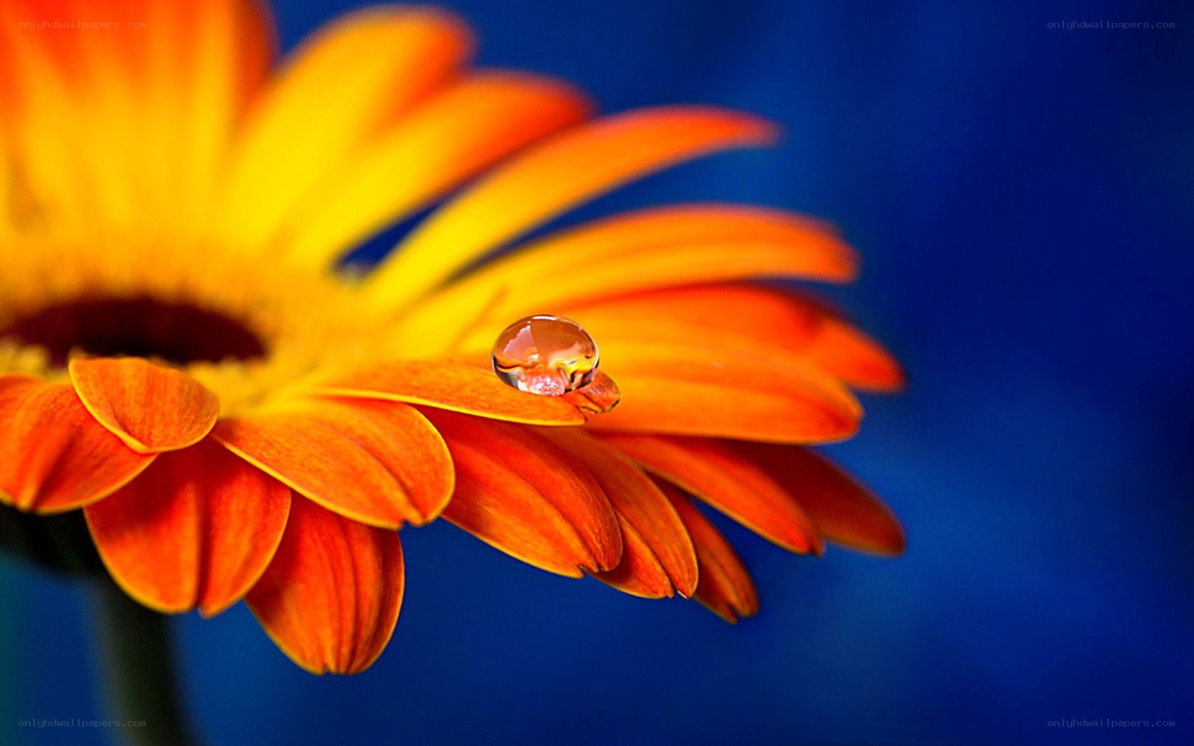 Water drop on orange flower