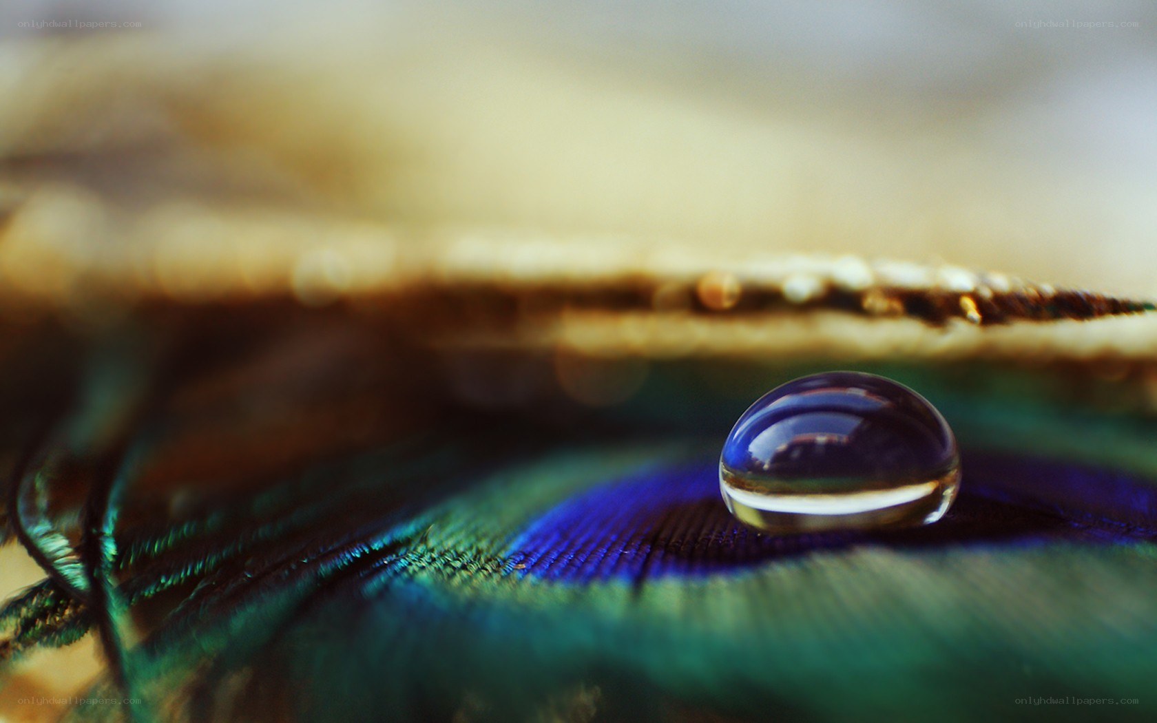 Water drop on peacock feather