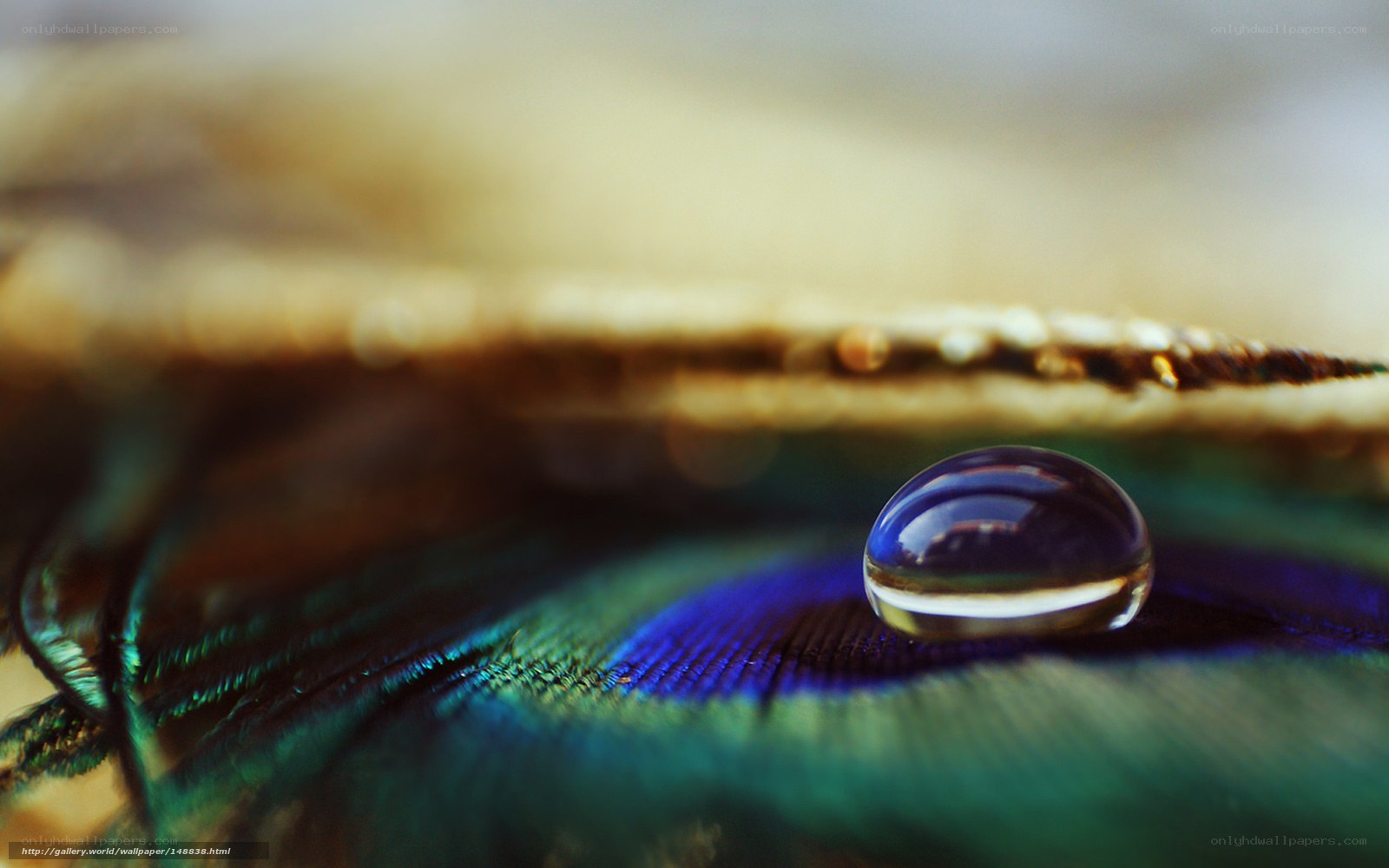 Water drop on peacock feather