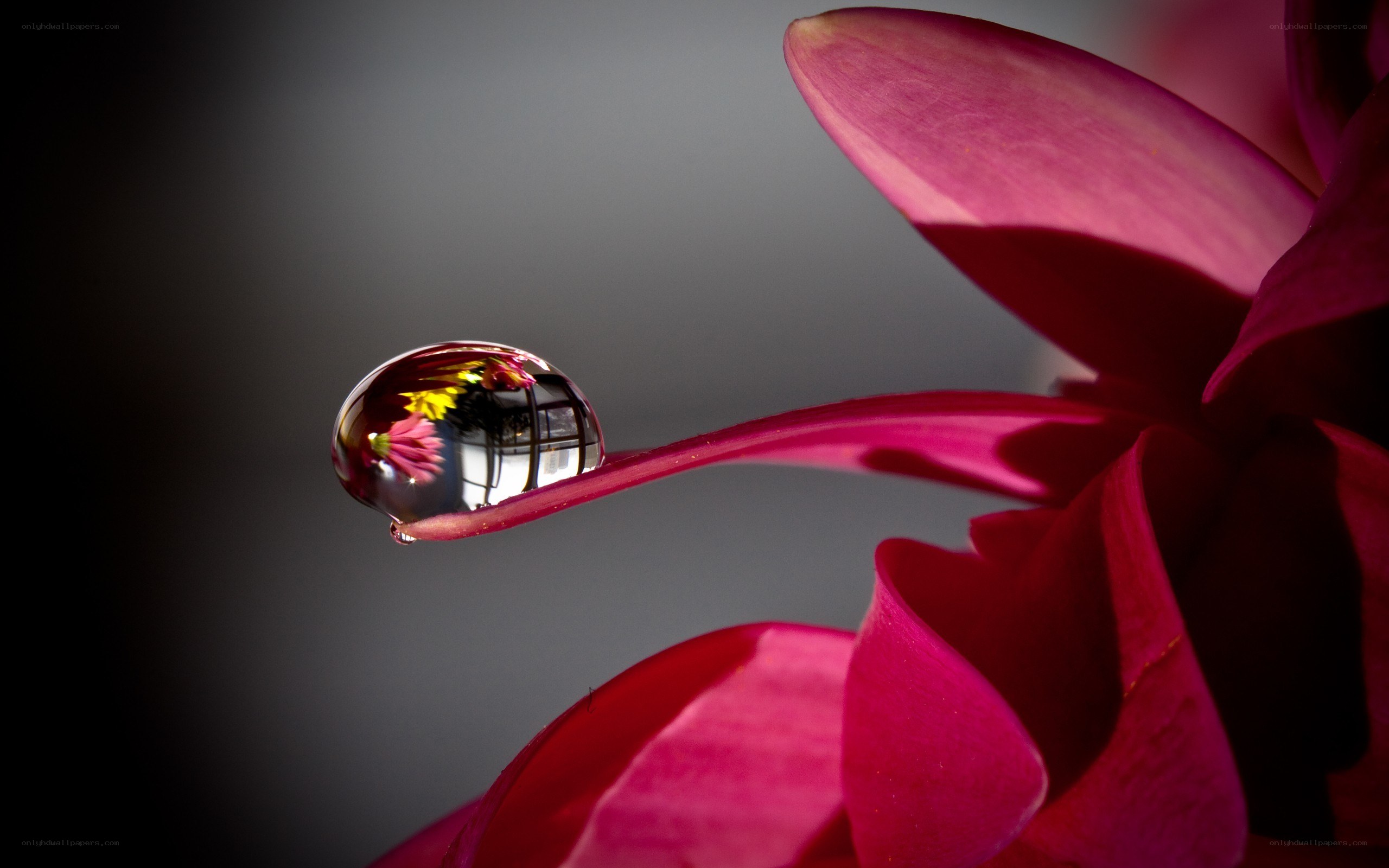 Water drop on pink flower