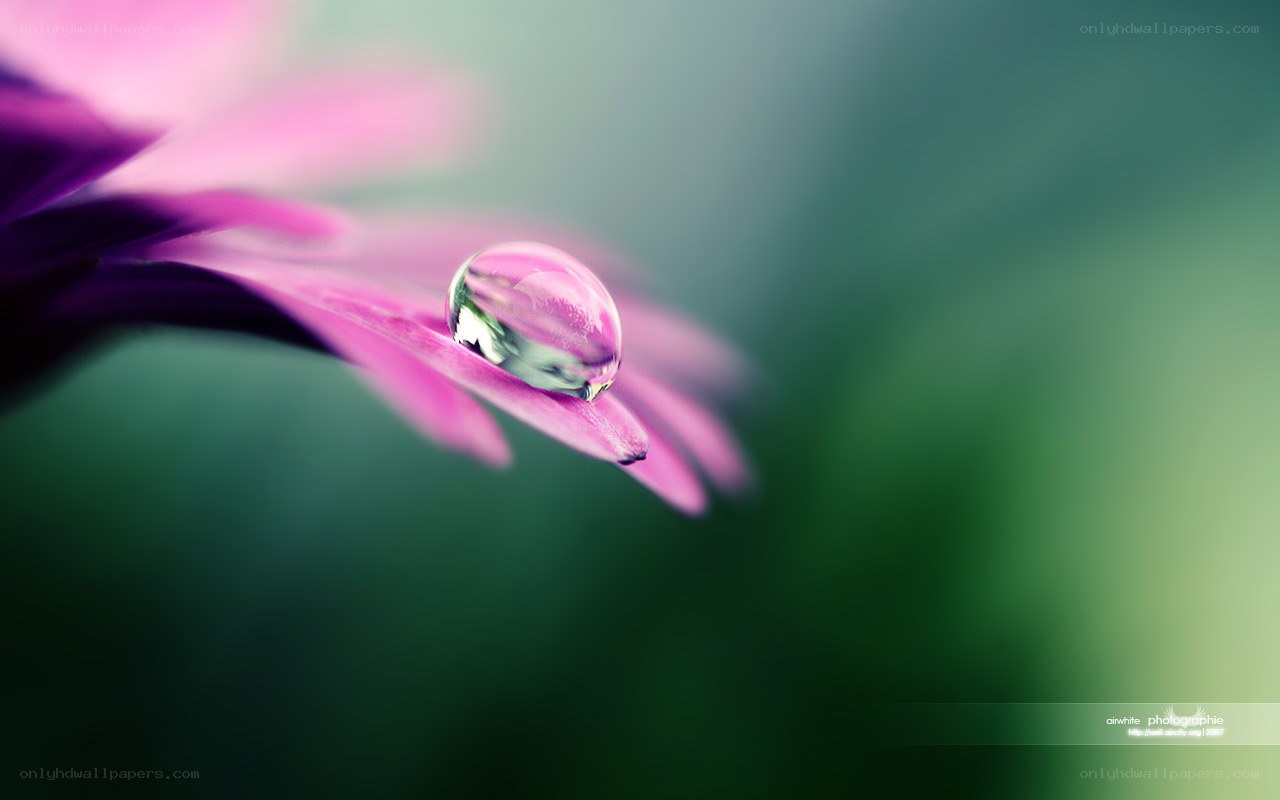 Water drop on pink flower