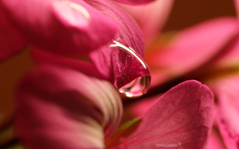 Water drop on pink flower