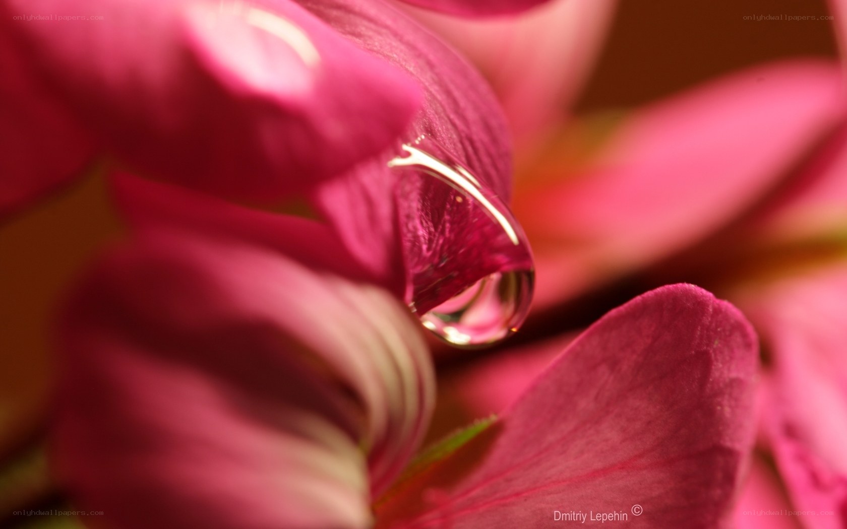 Water drop on pink flower