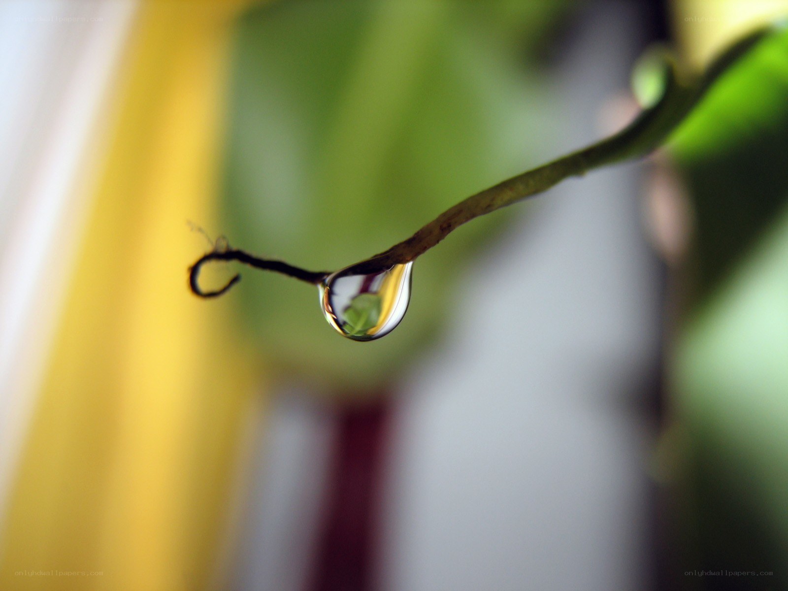 Water drop on plant stem
