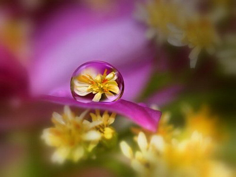 Water drop on purple flower