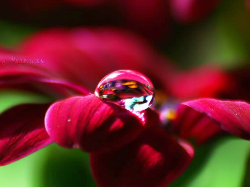 Water drop on red flower