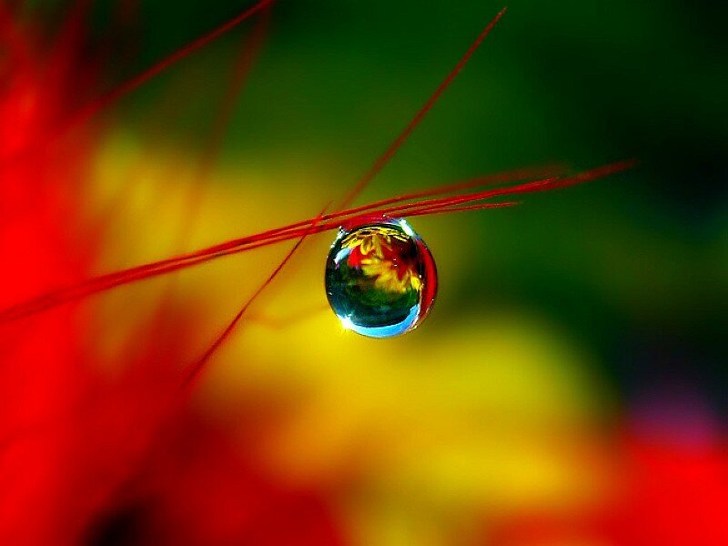 Water drop on red plant