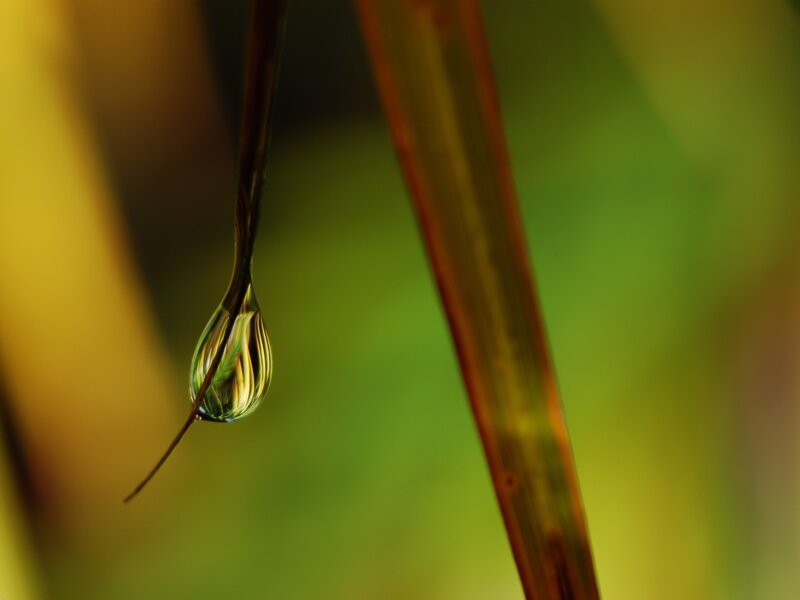 Water droplet on a blade of grass