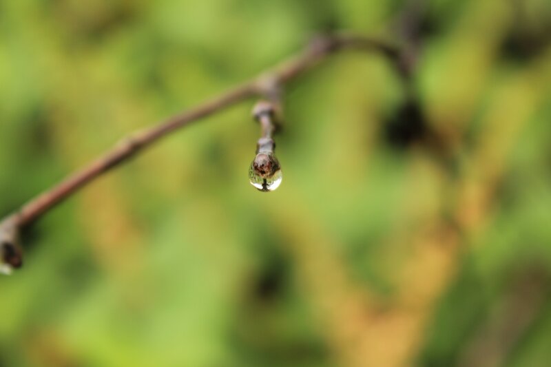 Water droplet on a branch