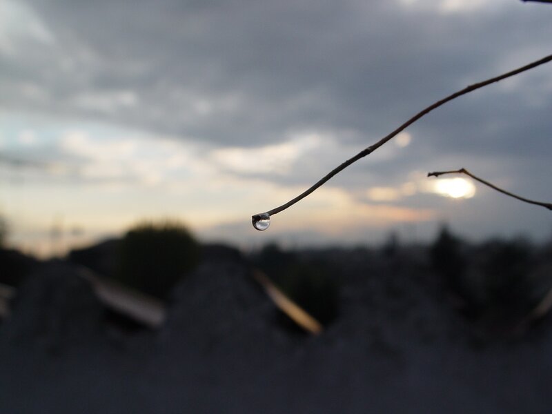 Water droplet on a branch