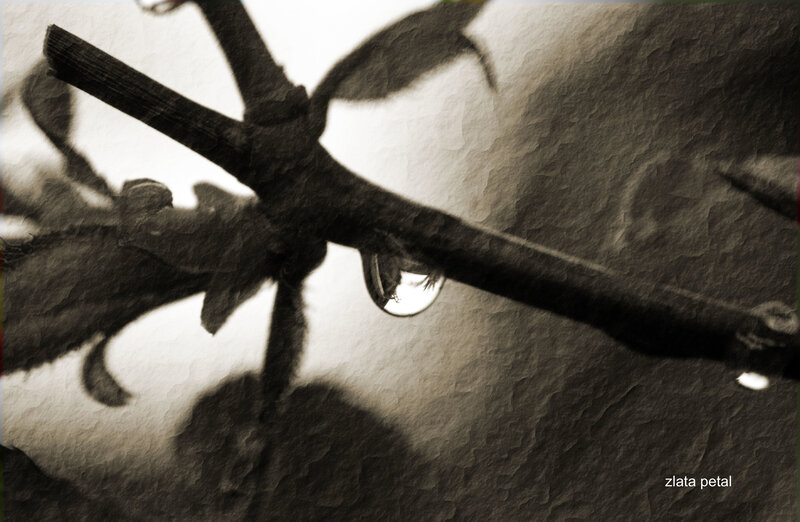 Water droplet on a branch