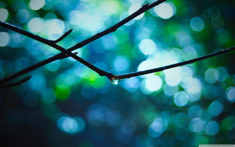 Water droplet on a branch