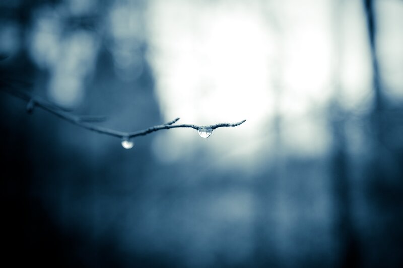 Water droplet on a branch