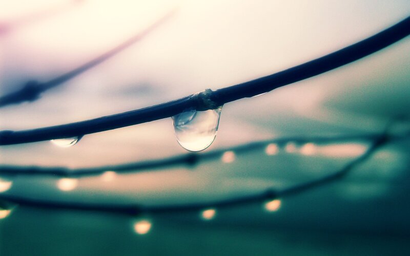 Water droplet on a branch