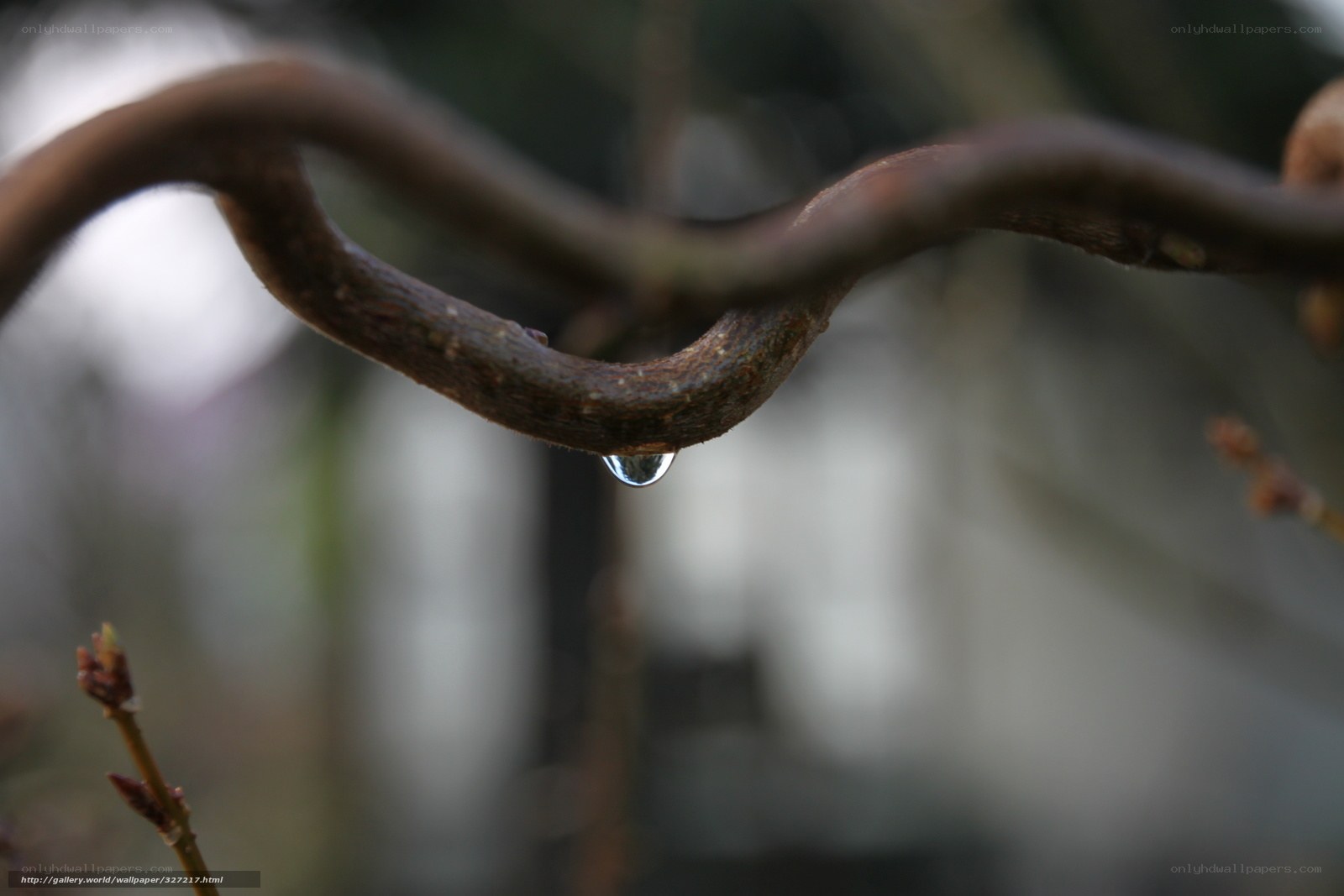 Water droplet on a branch