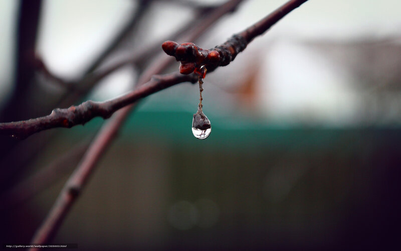 Water droplet on a branch