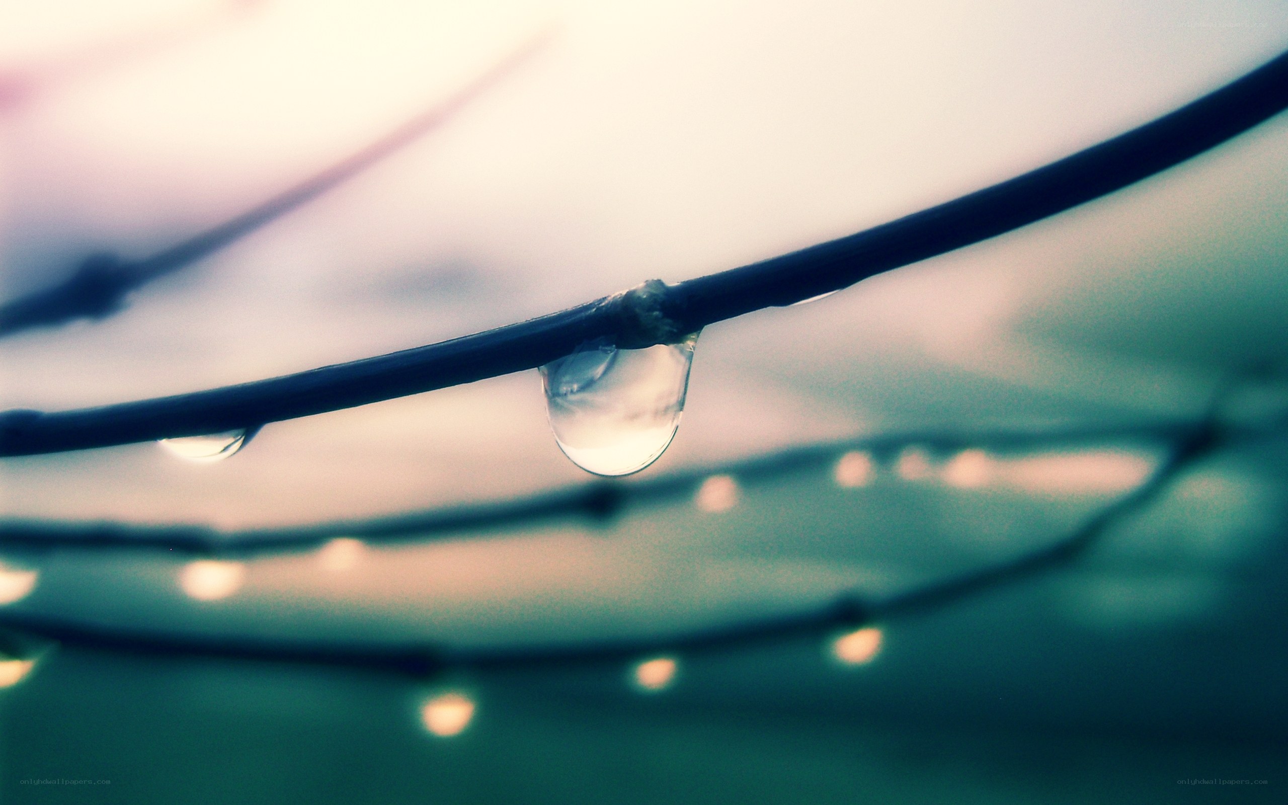 Water droplet on a branch