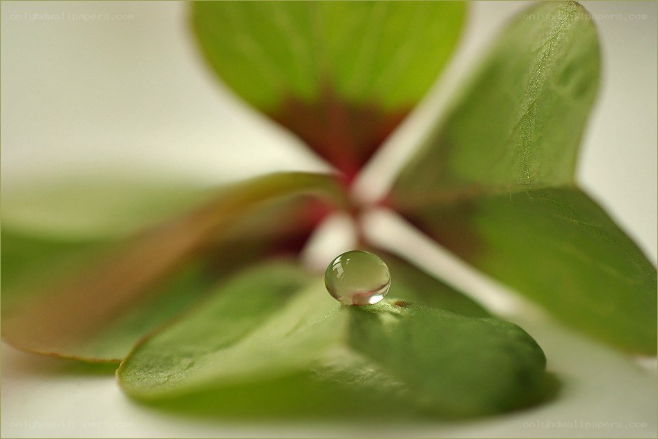 Water droplet on a clover leaf