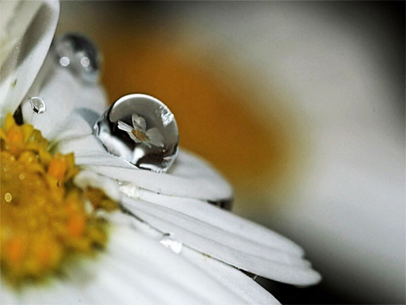 Water droplet on a daisy