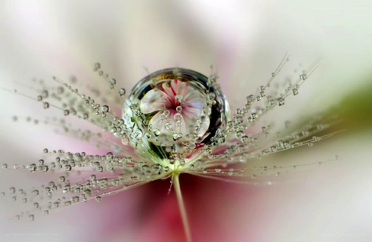 Water droplet on a dandelion