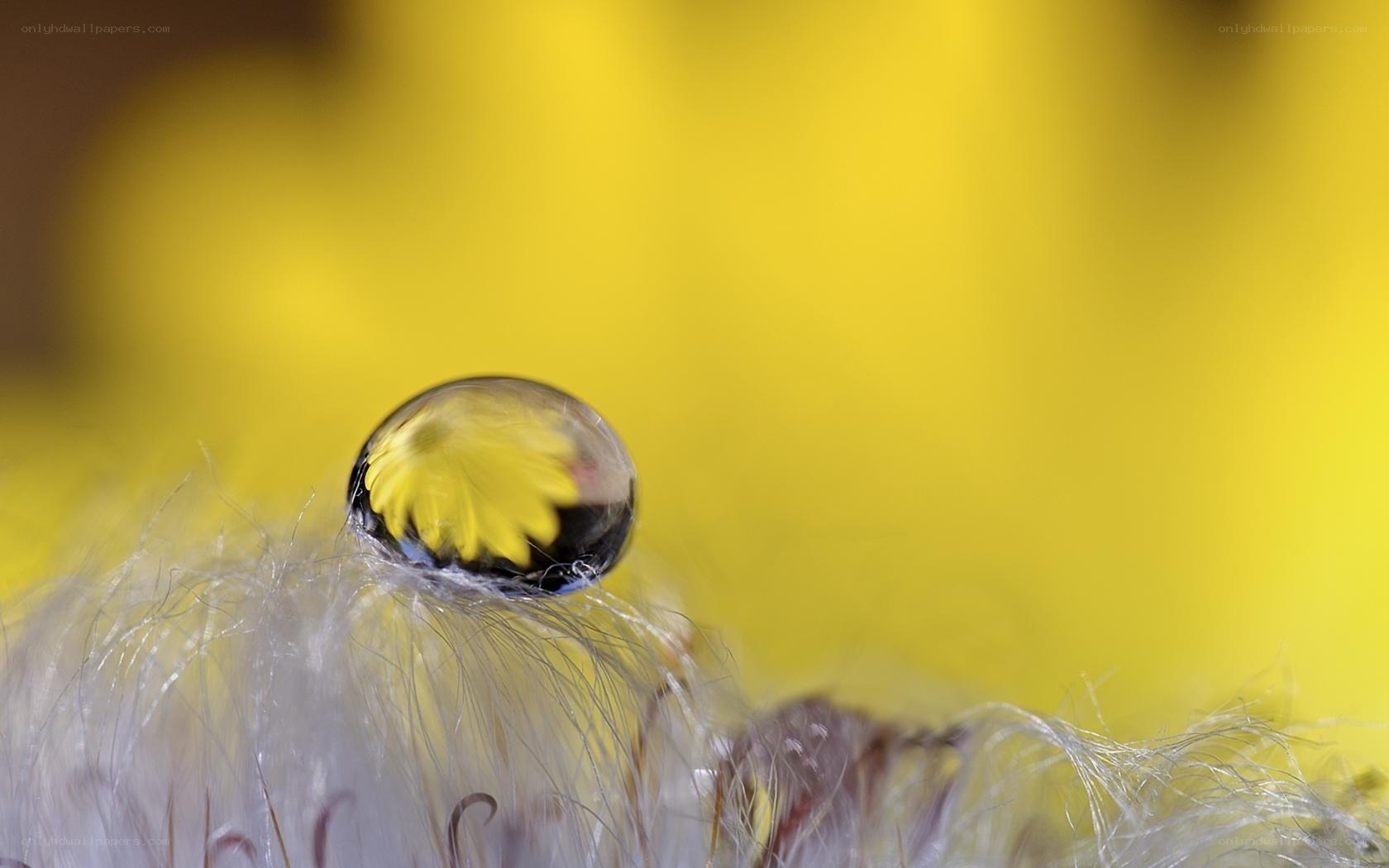 Water droplet on a dandelion