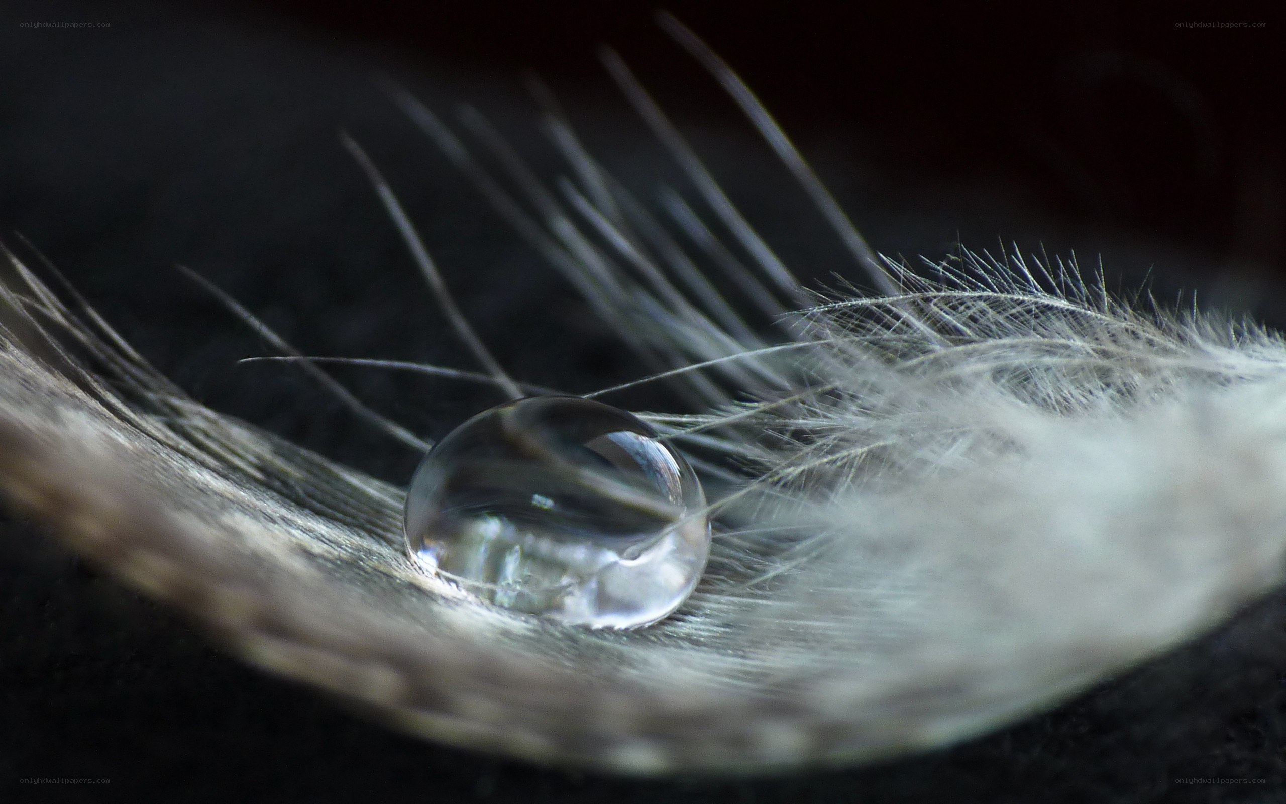 Water droplet on a feather